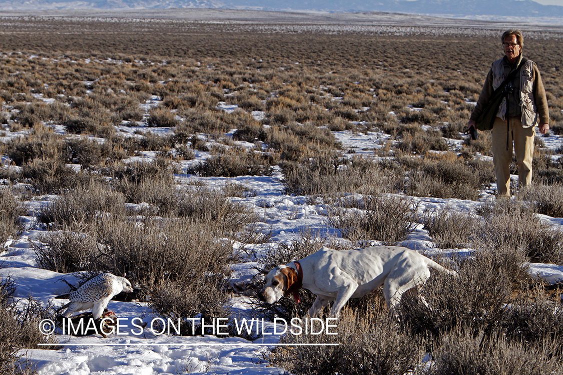 Gyr falcon on sage grouse with falconer and english pointer.