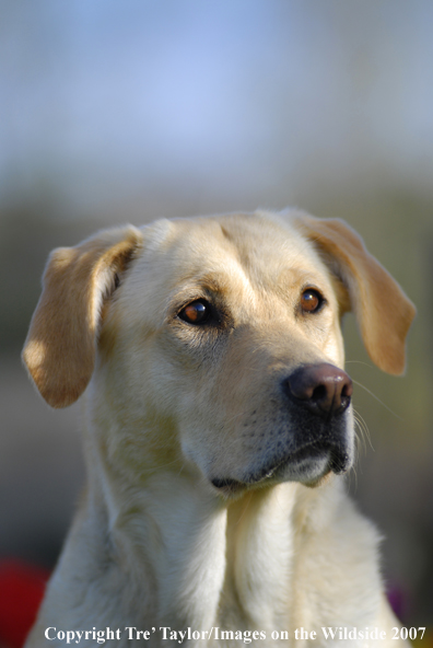 Yellow Labrador Retriever