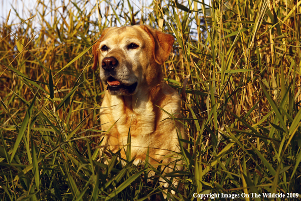 Yellow Labrador Retriever