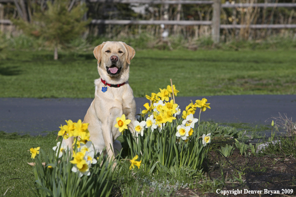 Yellow Labrador Retriever in yard