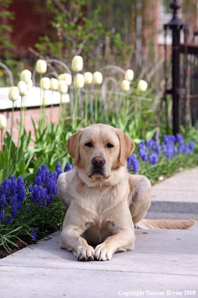 Yellow Labrador Retriever by flowers