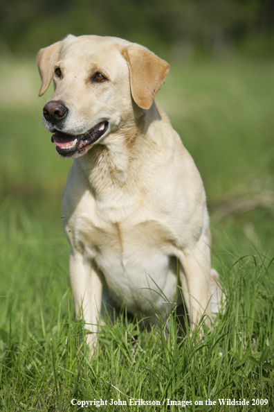 Yellow Labrador Retriever in field