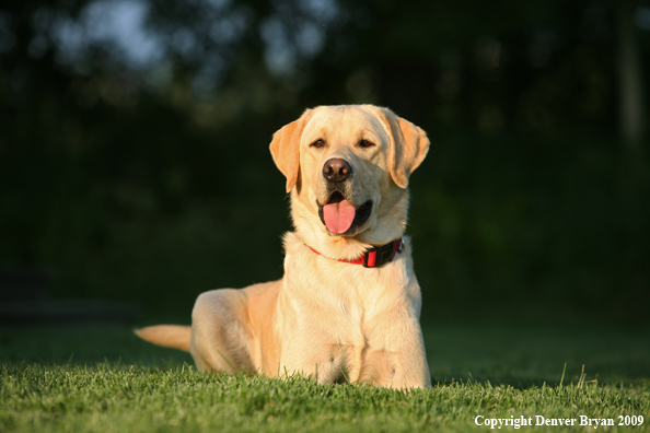 Yellow Labrador Retriever in yard