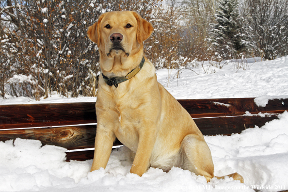 Yellow Labrador Retriever in winter. 