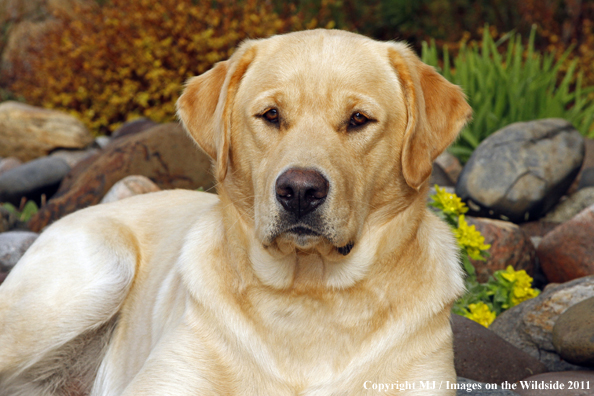Yellow Labrador Retriever.