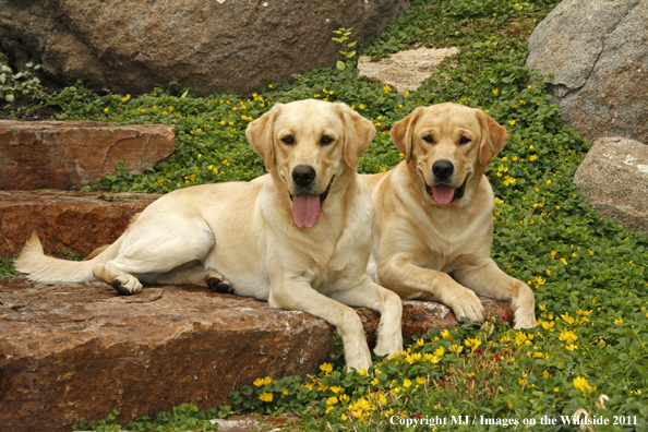 Yellow Labrador Retrievers.