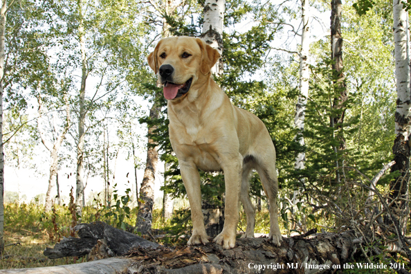 Yellow Labrador Retriever.