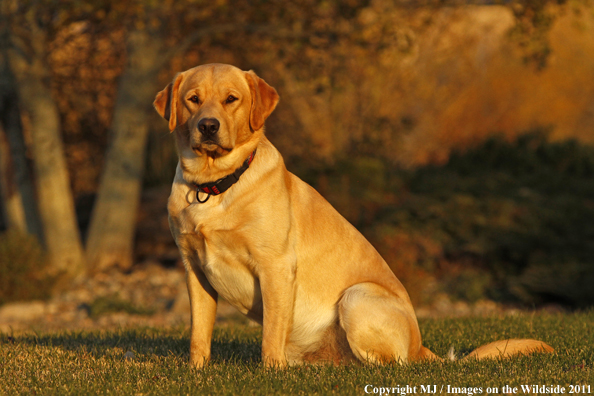 Yellow Labrador Retriever.