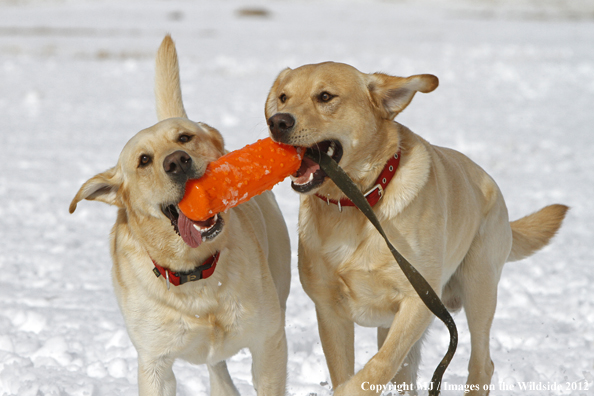 Yellow Labs playing. 