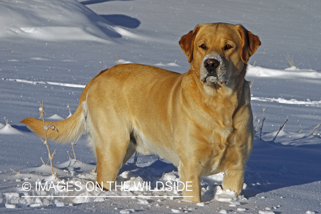 Yellow Labrador Retriever