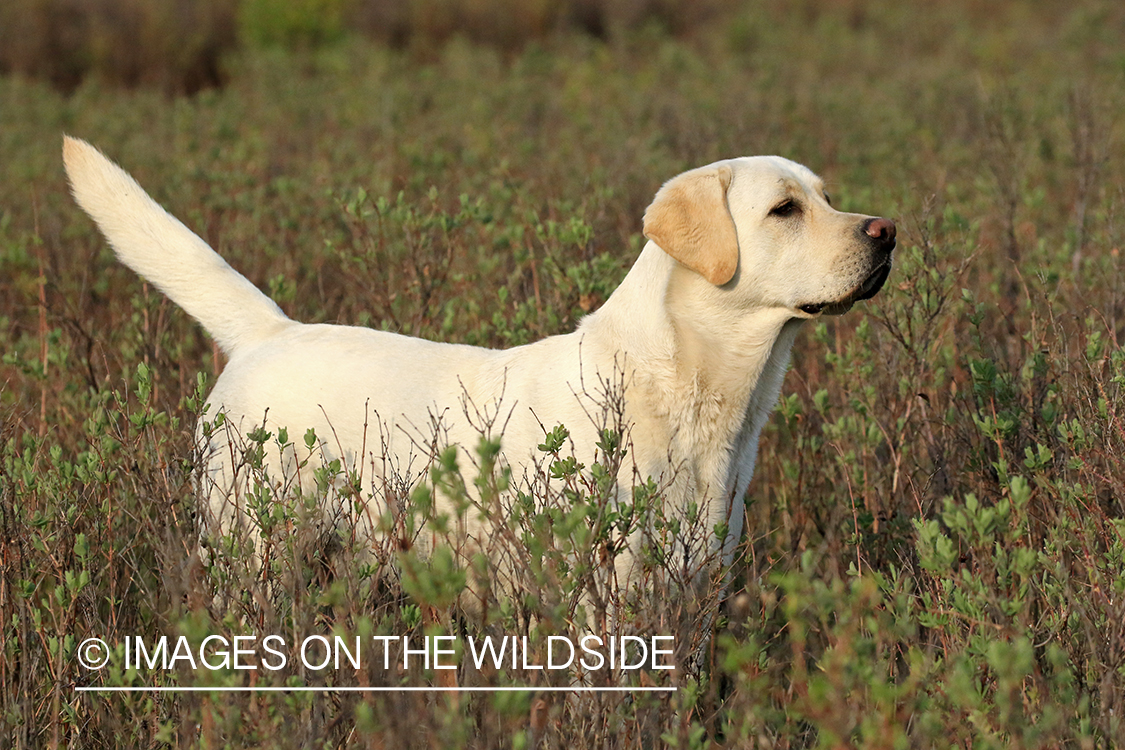 Yellow Lab in field.