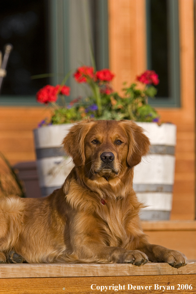 Golden Retriever sitting on deck.