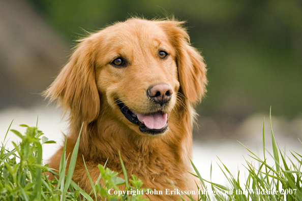 Golden Retriever in tulips