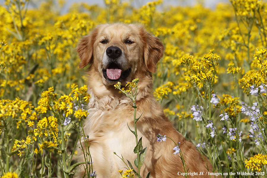 Golden Retriever.