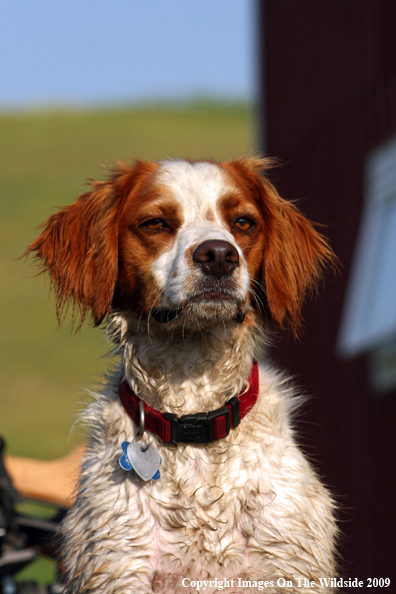 Brittany Spaniel in field