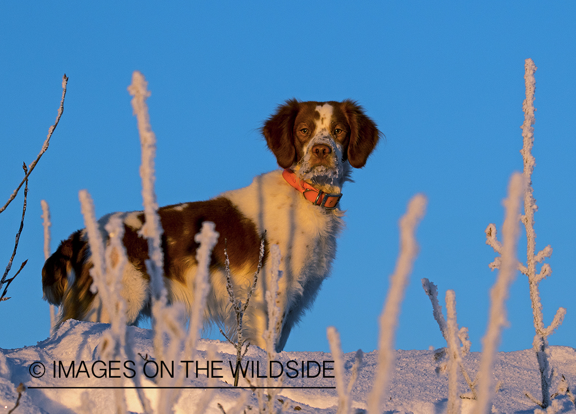 Brittany Spaniel in field.