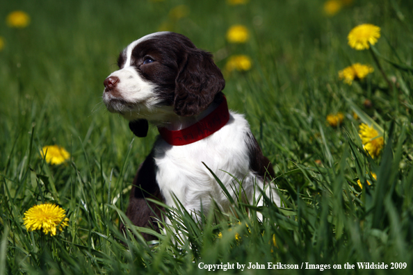 Springer Spaniel puppy in grass