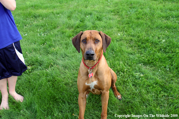 Rhodesian Ridgeback