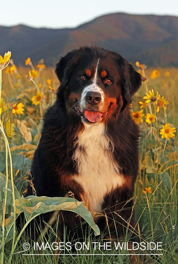 Bernese Mountain Dog. 