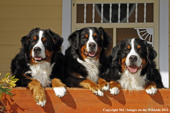 Bernese Mountain Dogs.
