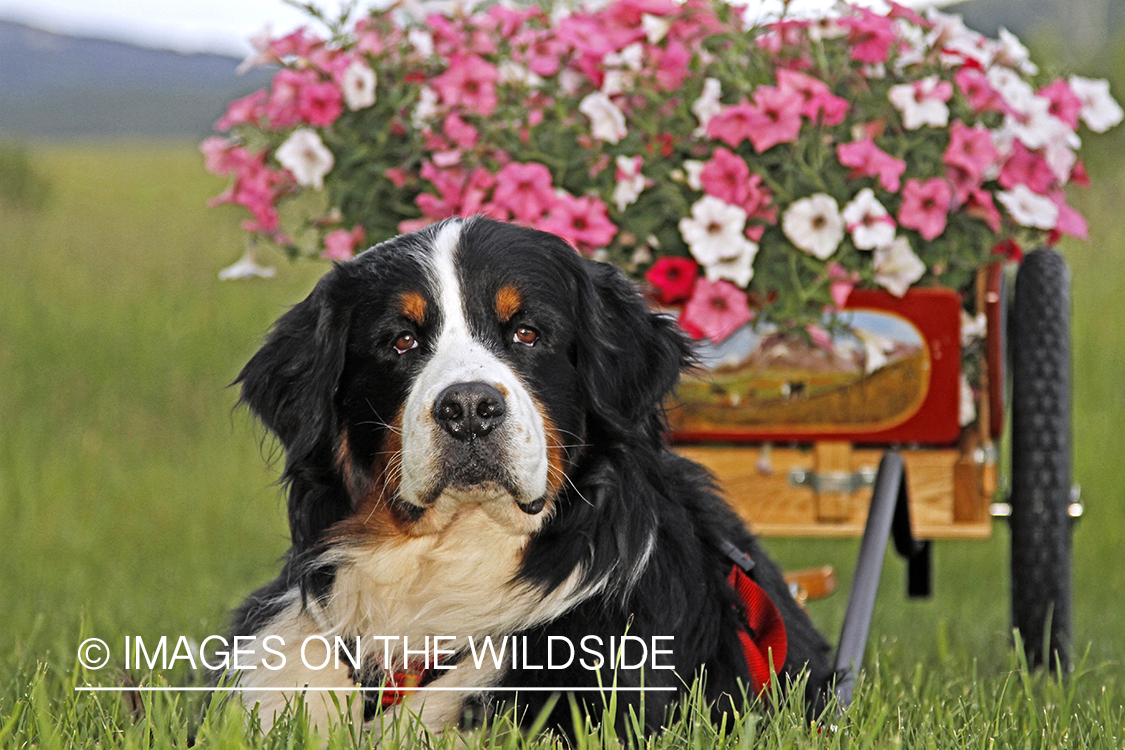 Bernese Mountain Dog pulling a wagon with flowers.