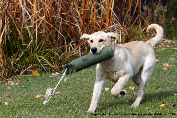 Yellow Labrador Retriever Puppy with training/retrieving dummy