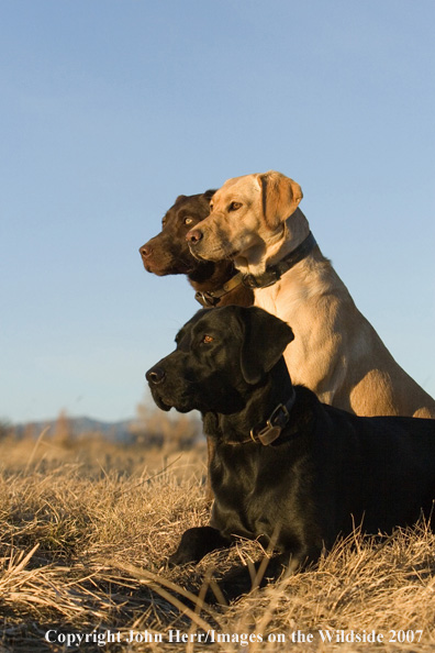 Multi-colored labrador retrievers in field.