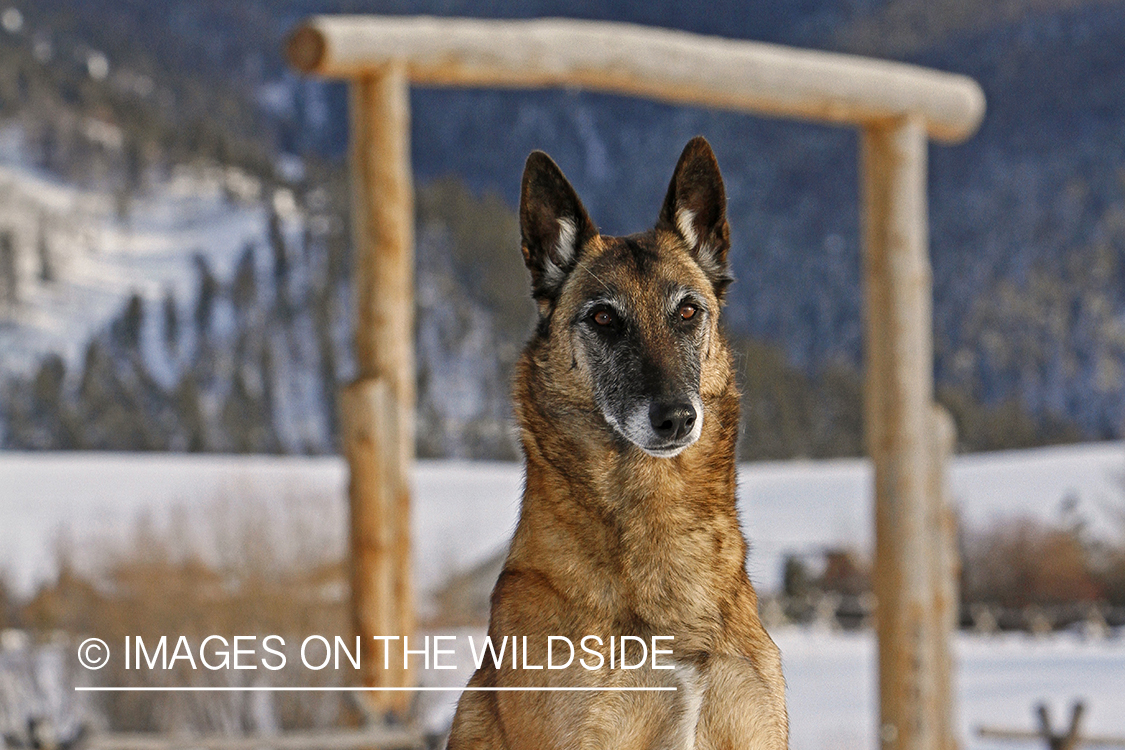 Belgian Shepherd Malinois