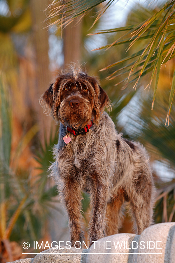 Wirehaired Pointing Griffon in Mexico.