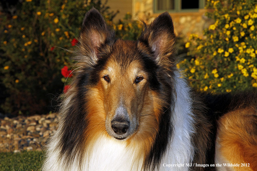 Portrait of Collie.