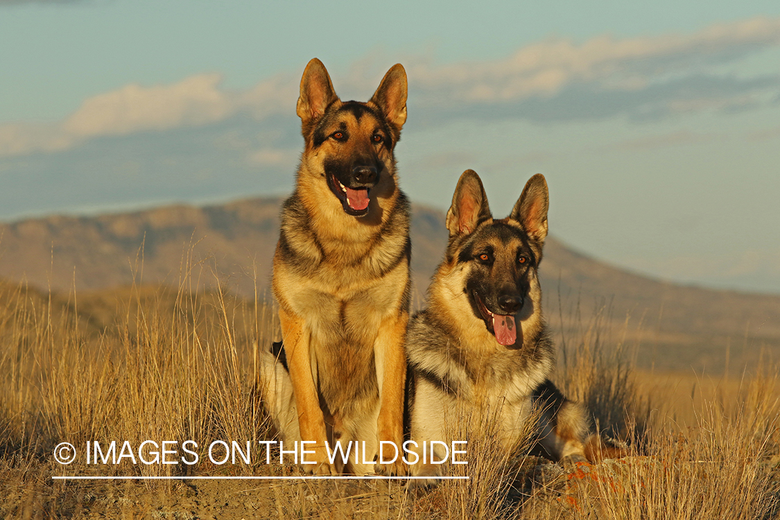 German Shepherds in grass.