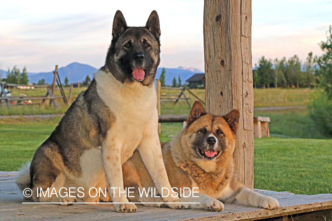 Akita dogs on porch.