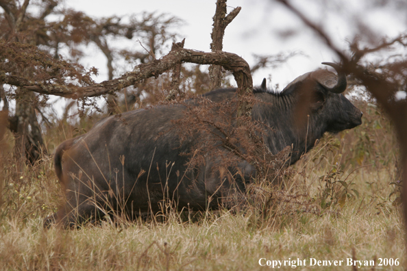 African Cape Buffalo