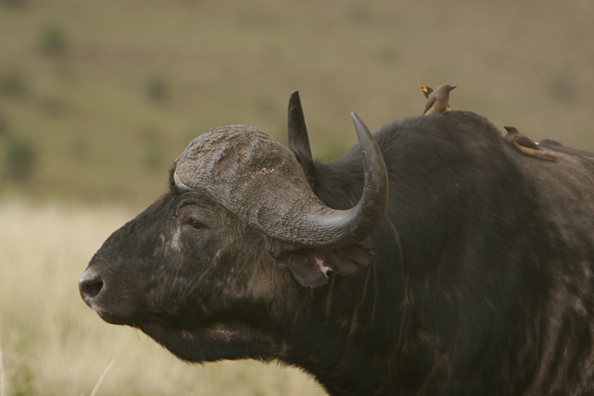 African Cape Buffalo