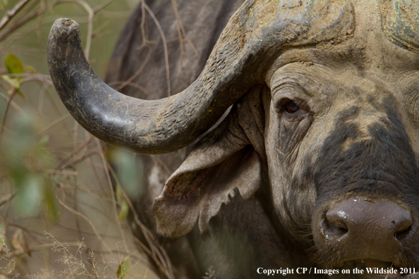 Close-up of Cape Buffalo. 