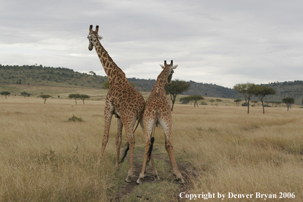 African Masai Giraffes fighting