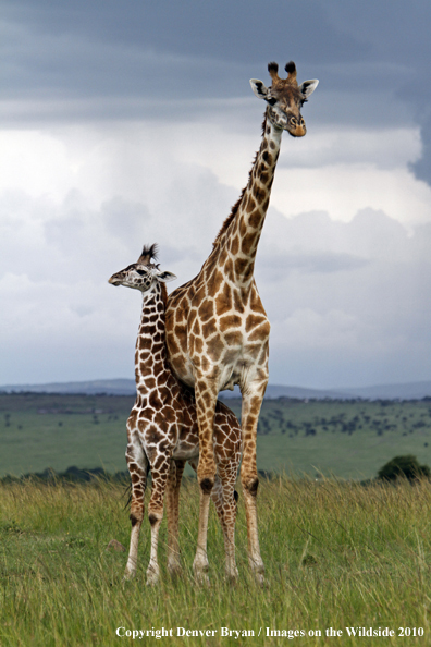 Masai Giraffe (adult with young)