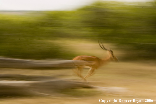 African Impala running.
