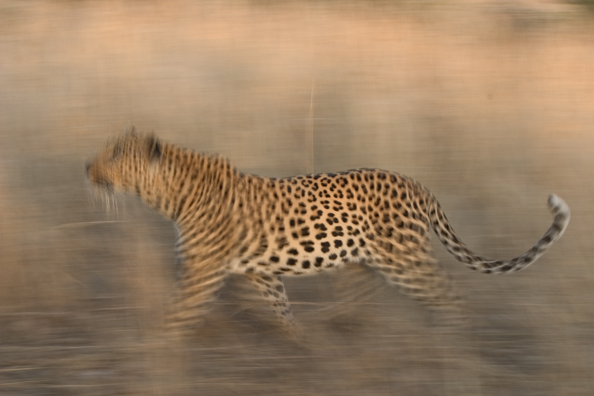 Leopard running/walking. Africa