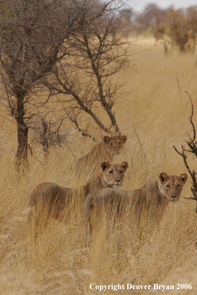 African lionesses 