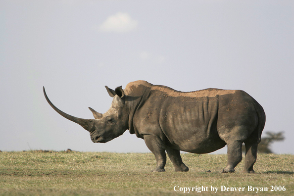 White African Rhinocerous