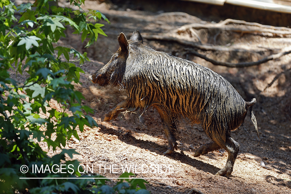 Feral hog in habitat.