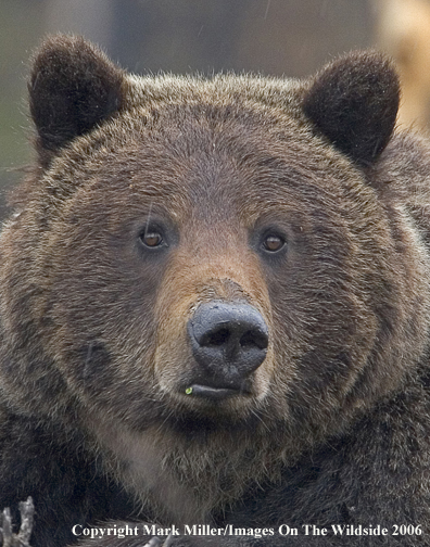 Grizzly bear in habitat.