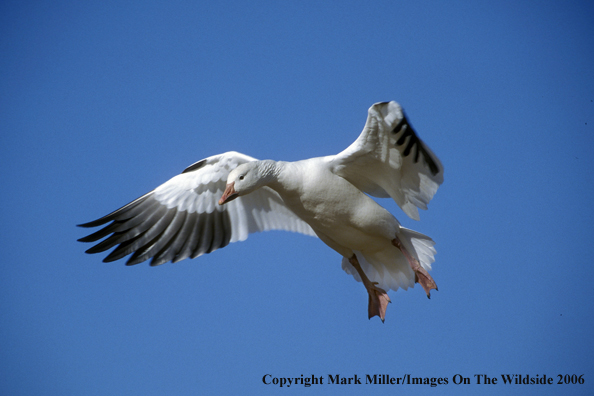 Snow goose in flight.