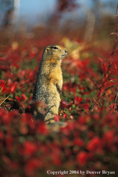 Arctic ground squirrel.