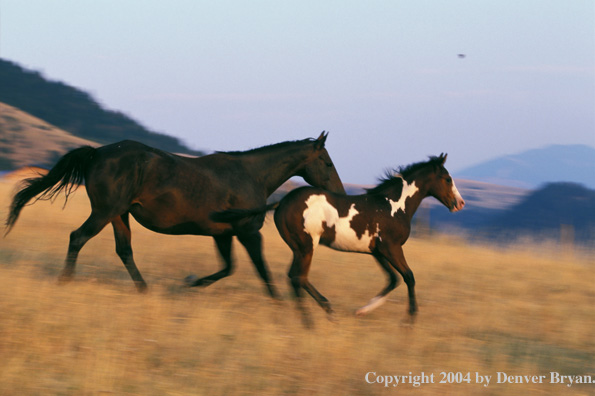 Quarter horse and foal running in pasture.