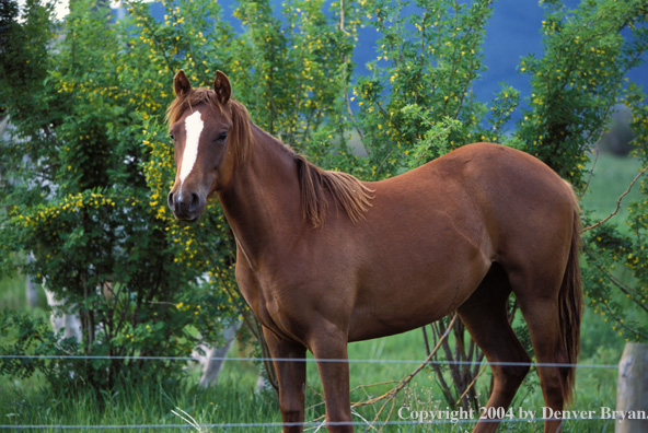 Quarter horse in pasture.