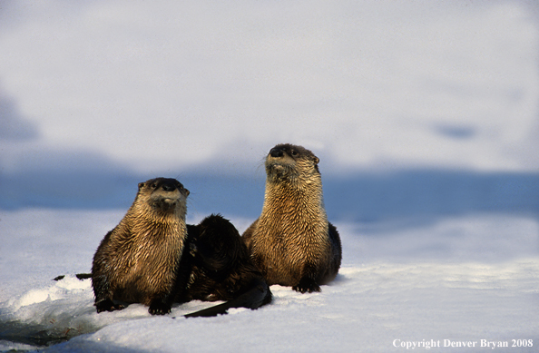 River Otter pair in habitat