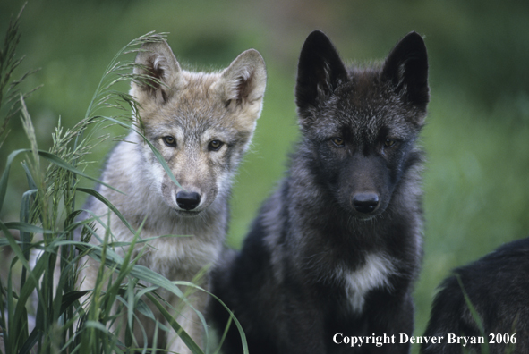 Gray wolf pups in habitat.