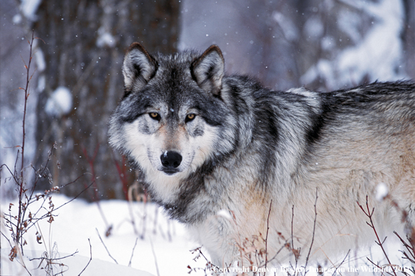 Gray wolf in winter habitat.